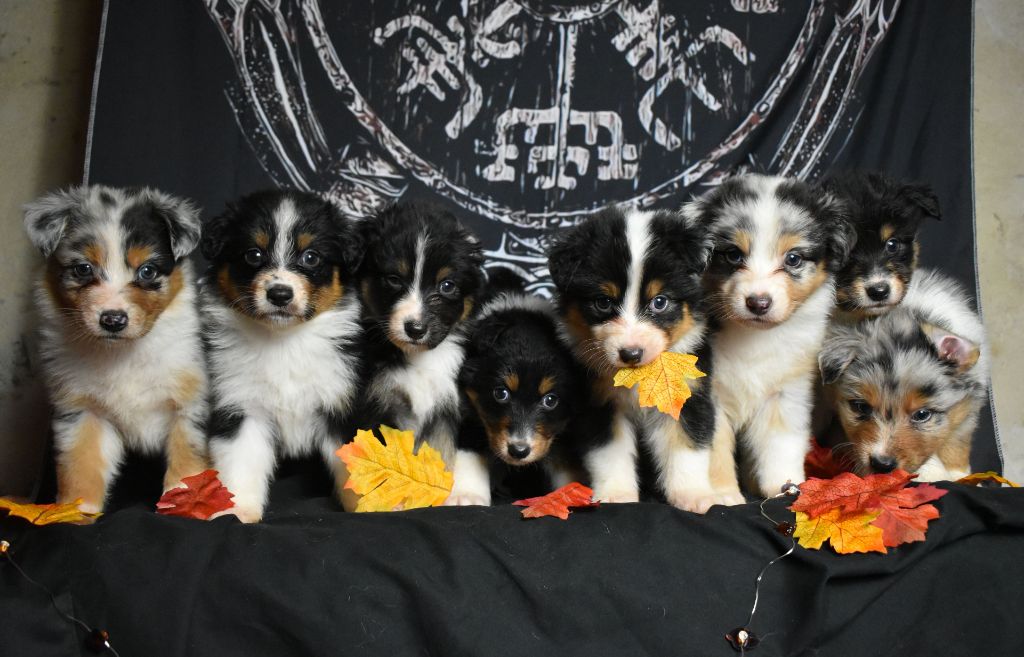 chiot Berger Australien Des Gardiens D'Alzou