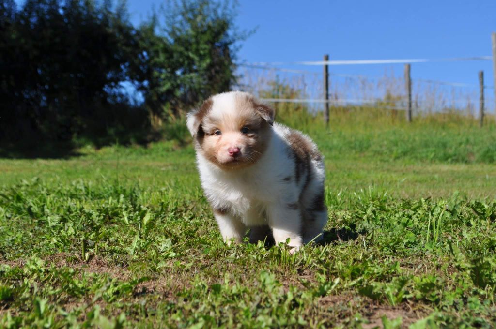 chiot Berger Australien Des Gardiens D'Alzou